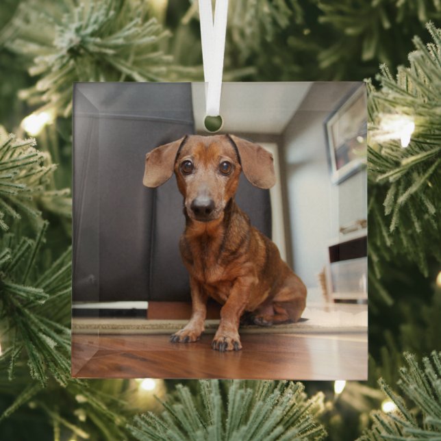 Niedliche Kleintiere | Mini-Dackel Welpe Ornament Aus Glas (Insitu)