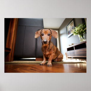 Niedliche Kleintiere   Mini-Dackel Welpe Poster