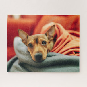 Niedliche Kleintiere Miniature Pinscher