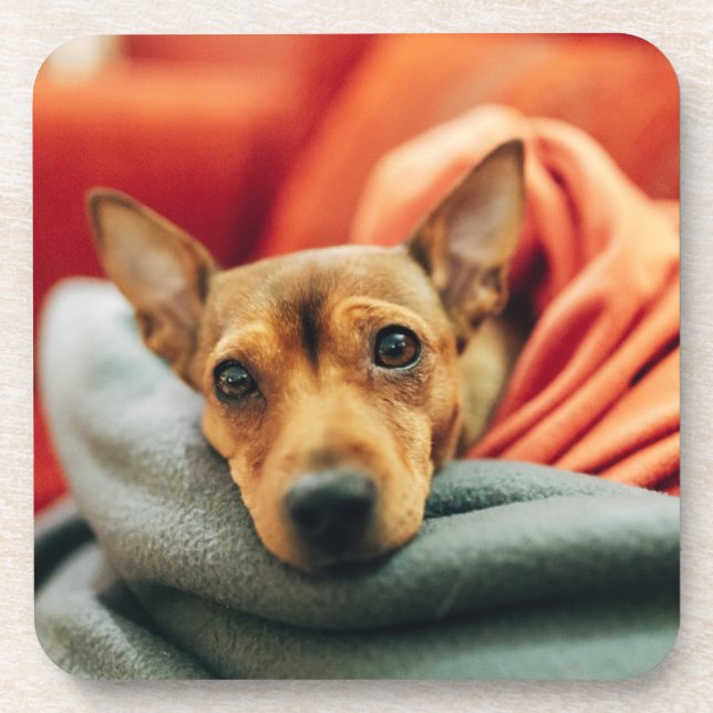 Niedliche Kleintiere | Miniature Pinscher Getränkeuntersetzer (Vorderseite)