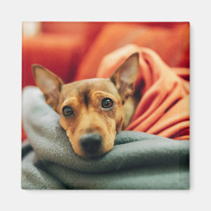 Niedliche Kleintiere Miniature Pinscher Magnet