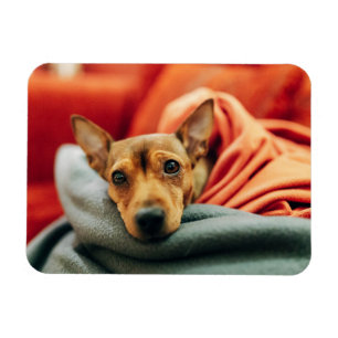 Niedliche Kleintiere Miniature Pinscher Magnet