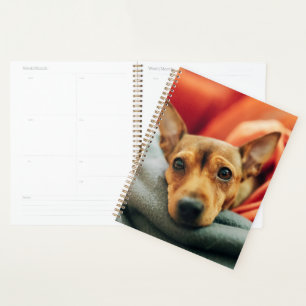 Niedliche Kleintiere   Miniature Pinscher Planer