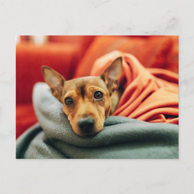 Niedliche Kleintiere | Miniature Pinscher Postkarte (Vorderseite)