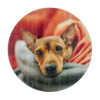 Niedliche Kleintiere | Miniature Pinscher
