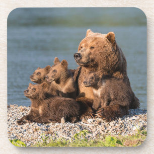 Niedliche Kleintiere Mutter Bären & Cubs Getränkeuntersetzer