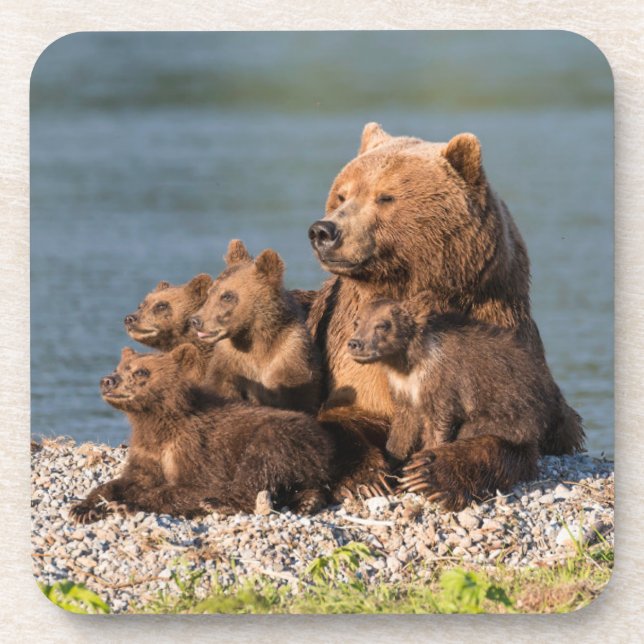 Niedliche Kleintiere | Mutter Bären & Cubs Getränkeuntersetzer (Vorderseite)