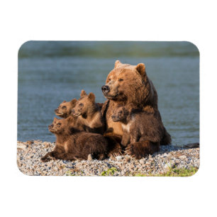 Niedliche Kleintiere   Mutter Bären & Cubs Magnet