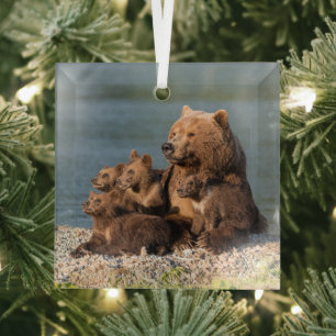 Niedliche Kleintiere   Mutter Bären & Cubs Ornament Aus Glas