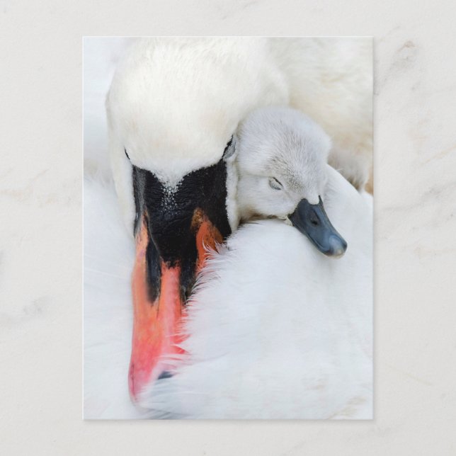 Niedliche Kleintiere | Mutter und Baby Mute Swan Postkarte (Vorderseite)