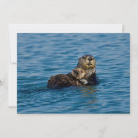 Niedliche Kleintiere | Mutter und Baby Sea Otter