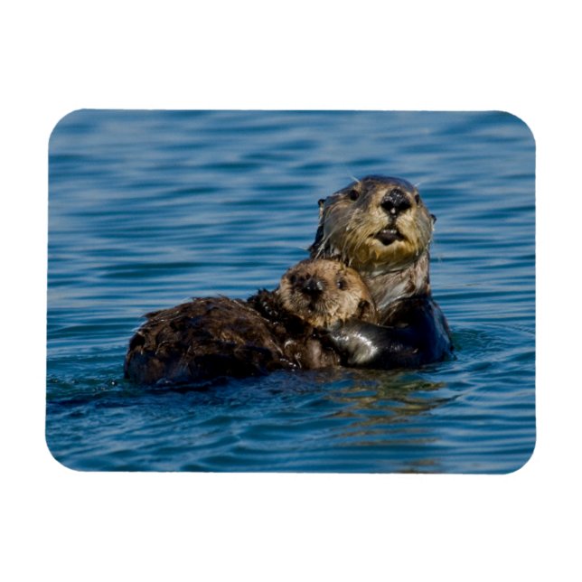 Niedliche Kleintiere | Mutter und Baby Sea Otter Magnet (Horizontal)