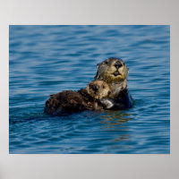 Niedliche Kleintiere | Mutter und Baby Sea Otter