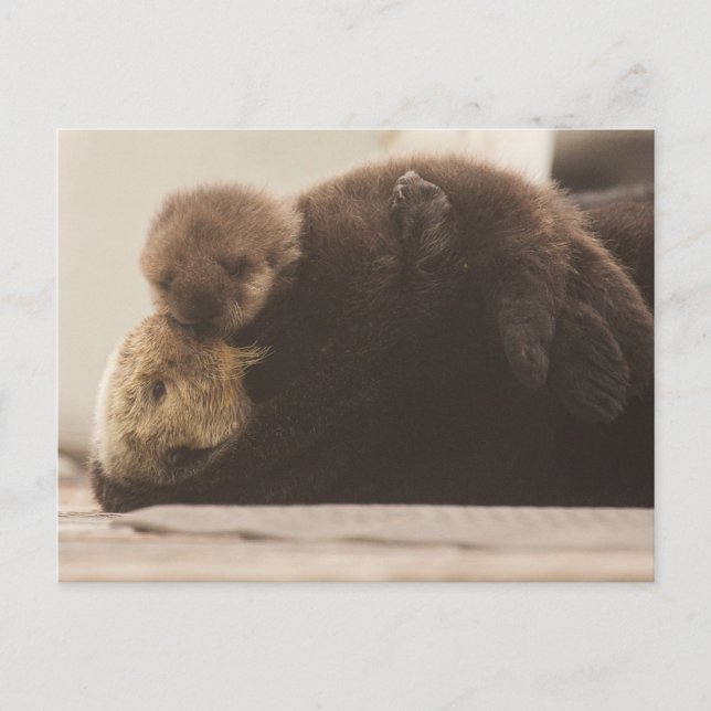 Niedliche Kleintiere | Neugeborene Otter Pup Postkarte (Vorderseite)