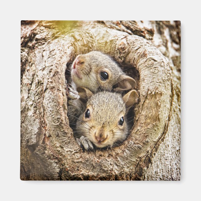 Niedliche Kleintiere | Neugierige Baby-Eichhörnche Magnet (Vorne)