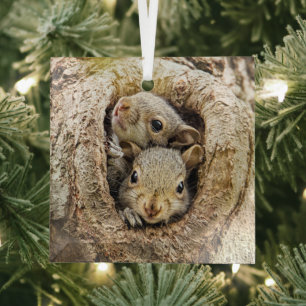 Niedliche Kleintiere   Neugierige Baby-Eichhörnche Ornament Aus Glas