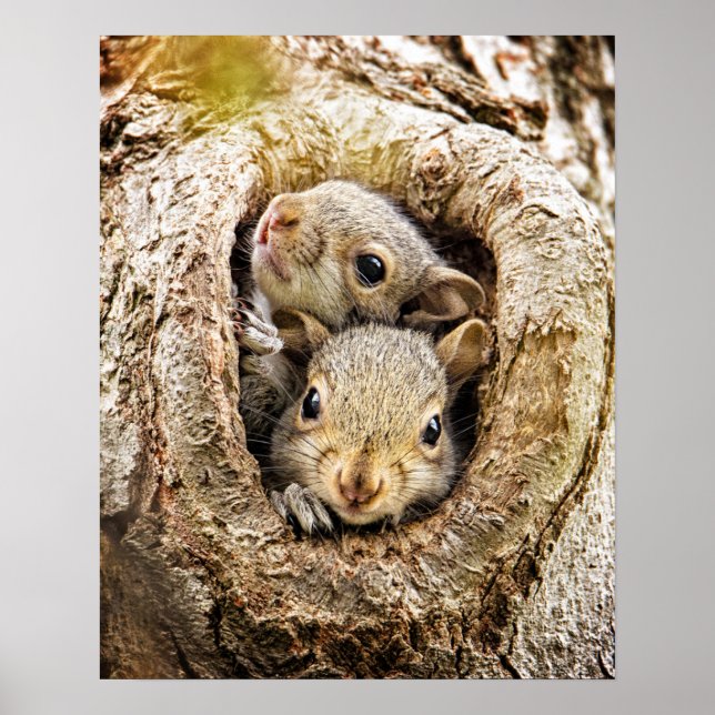Niedliche Kleintiere | Neugierige Baby-Eichhörnche Poster (Vorne)