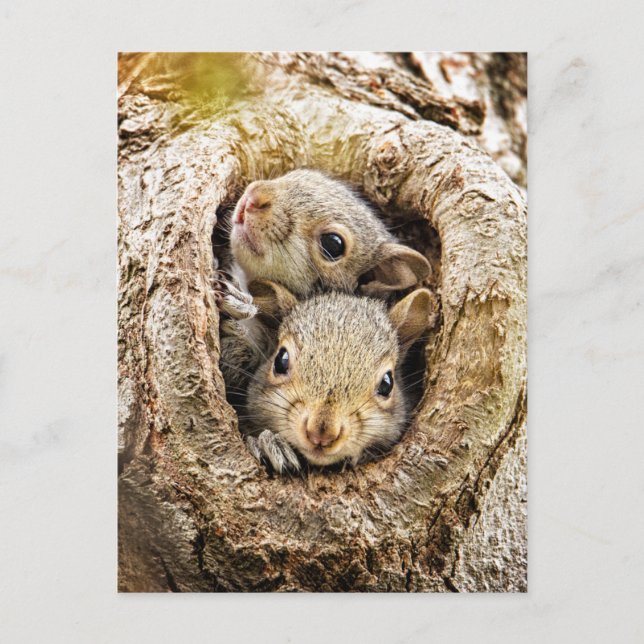 Niedliche Kleintiere | Neugierige Baby-Eichhörnche Postkarte (Vorderseite)