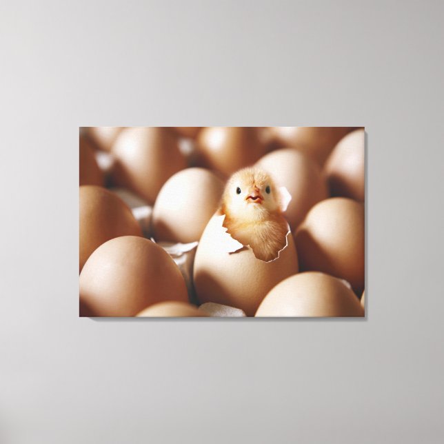 Niedliche Kleintiere | New Baby Chick Leinwanddruck (Vorderseite)