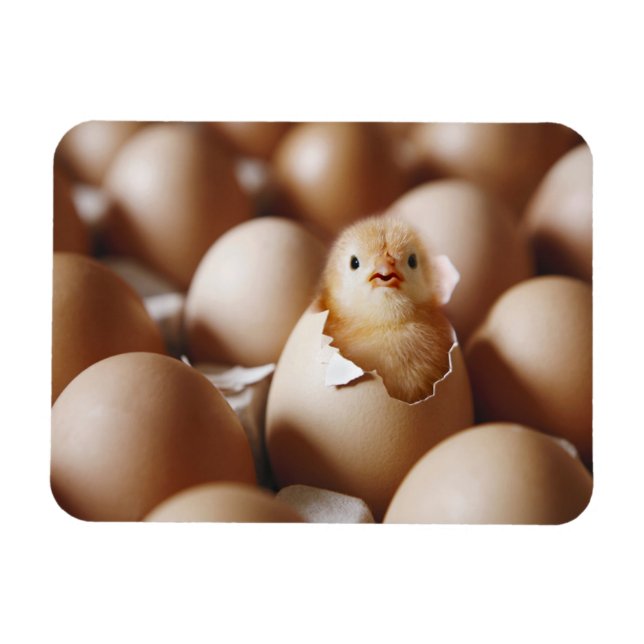 Niedliche Kleintiere | New Baby Chick Magnet (Horizontal)