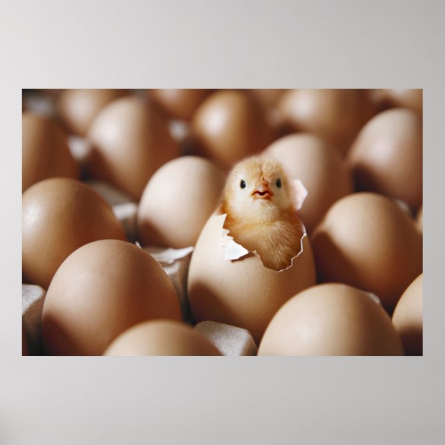 Niedliche Kleintiere | New Baby Chick Poster (Vorne)