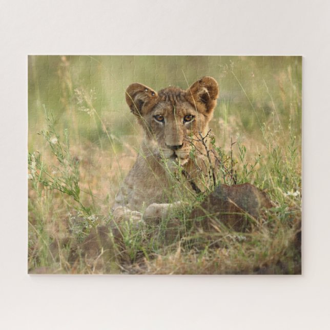 Niedliche Kleintiere | Niedlich Baby Lion Cub (Horizontal)