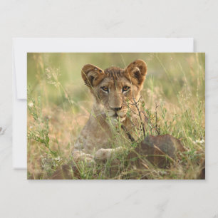Niedliche Kleintiere   Niedlich Baby Lion Cub Dankeskarte