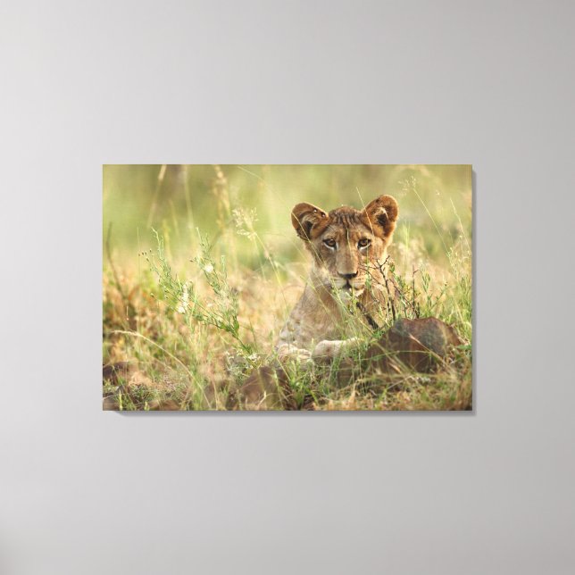 Niedliche Kleintiere | Niedlich Baby Lion Cub Leinwanddruck (Vorderseite)