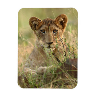 Niedliche Kleintiere Niedlich Baby Lion Cub Magnet