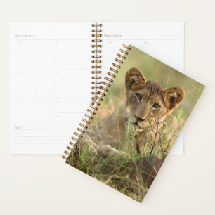 Niedliche Kleintiere Niedlich Baby Lion Cub Planer