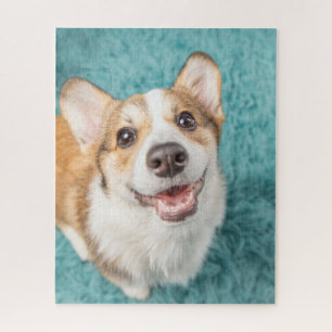 Niedliche Kleintiere Niedlich Corgi Puppy Smile