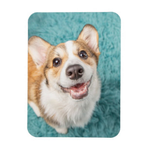 Niedliche Kleintiere Niedlich Corgi Puppy Smile Magnet