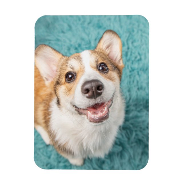 Niedliche Kleintiere | Niedlich Corgi Puppy Smile Magnet (Vertikal)