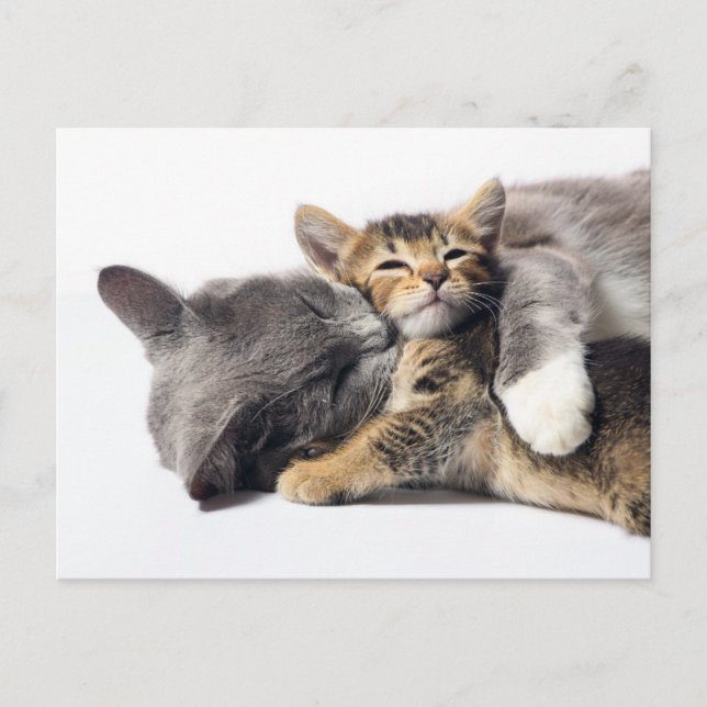 Niedliche Kleintiere | Niedlich Kitten Hug Postkarte (Vorderseite)