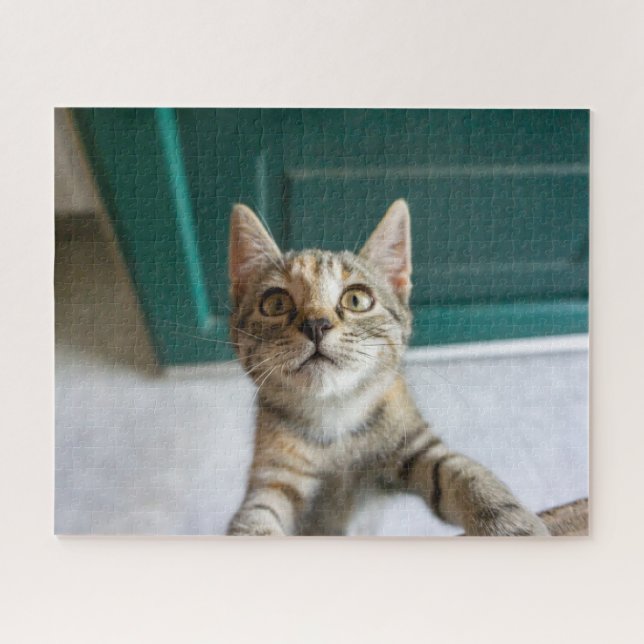 Niedliche Kleintiere | Niedlich Tabby Kitten (Horizontal)
