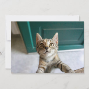 Niedliche Kleintiere Niedlich Tabby Kitten Dankeskarte