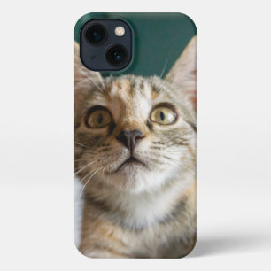 Niedliche Kleintiere   Niedlich Tabby Kitten iPhone Hülle