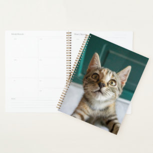 Niedliche Kleintiere Niedlich Tabby Kitten Planer