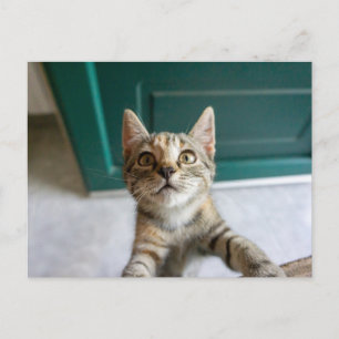 Niedliche Kleintiere   Niedlich Tabby Kitten Postkarte