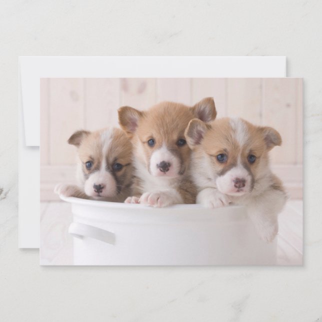 Niedliche Kleintiere | Niedliche Corgi Welpen in e Dankeskarte (Vorderseite)