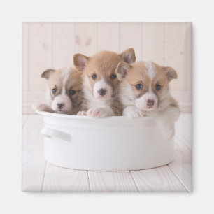 Niedliche Kleintiere Niedliche Corgi Welpen in e Magnet