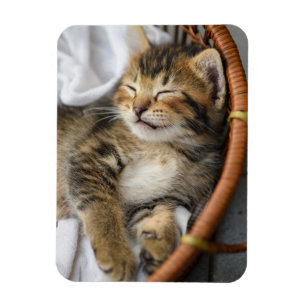 Niedliche Kleintiere   Niedlicher Tabby Cat Sleepi Magnet