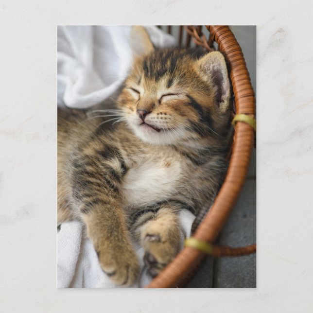 Niedliche Kleintiere | Niedlicher Tabby Cat Sleepi Postkarte (Vorderseite)