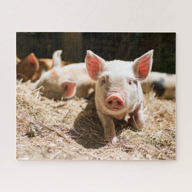 Niedliche Kleintiere | Niedliches Baby (Horizontal)
