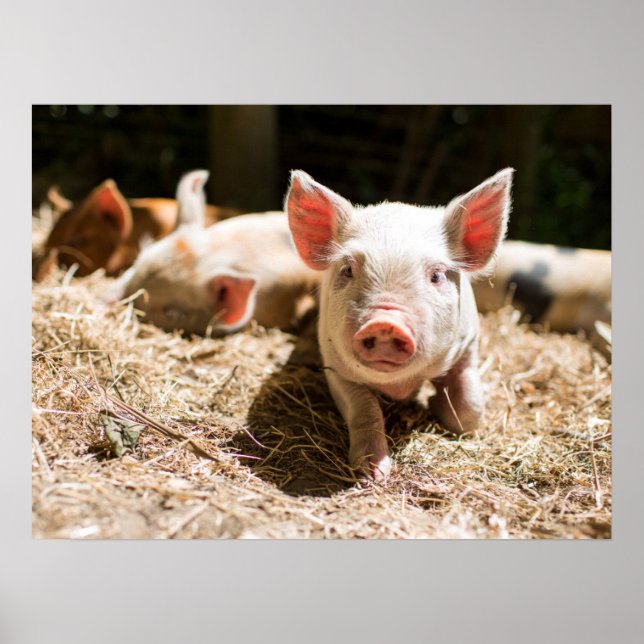 Niedliche Kleintiere | Niedliches Baby Poster (Vorne)