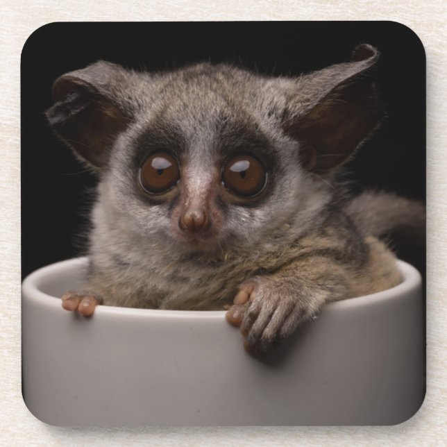 Niedliche Kleintiere | Niedliches Bushbaby Getränkeuntersetzer (Vorderseite)