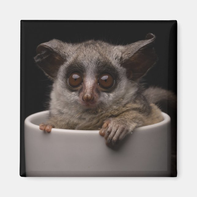 Niedliche Kleintiere | Niedliches Bushbaby Magnet (Vorne)