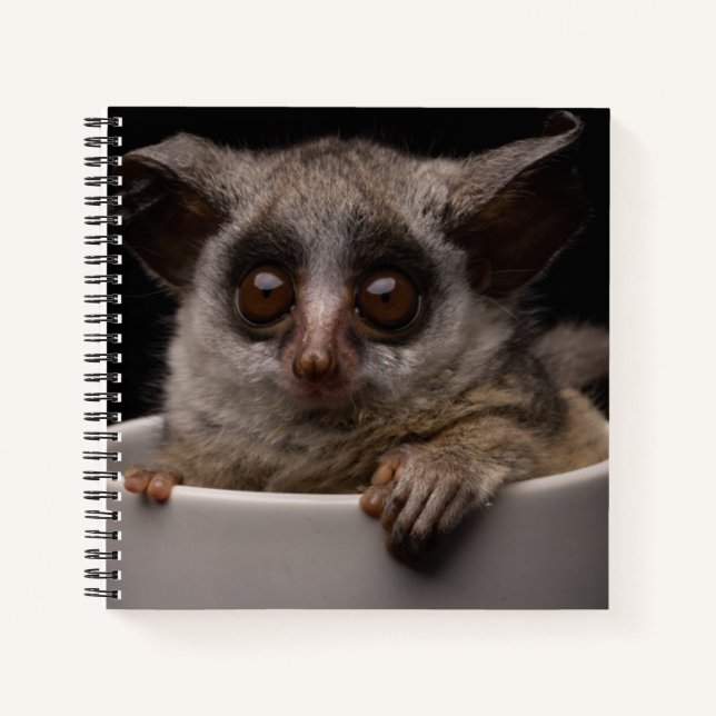 Niedliche Kleintiere | Niedliches Bushbaby Notizbuch (Vorderseite)