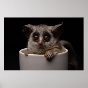 Niedliche Kleintiere   Niedliches Bushbaby Poster