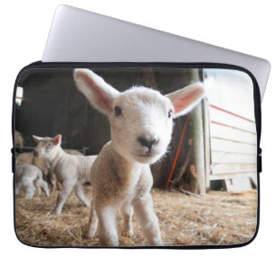 Niedliche Kleintiere   Niedliches Lamm in einem la Laptopschutzhülle